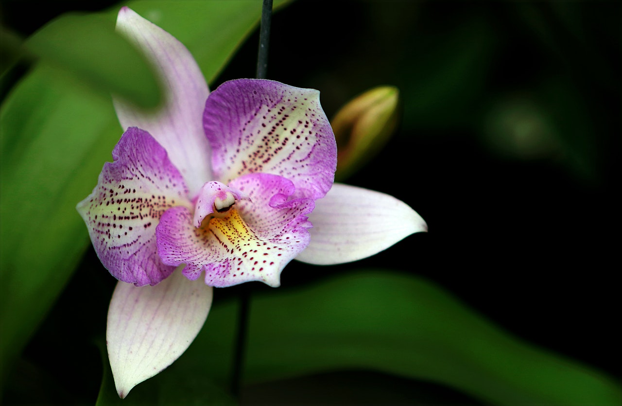 Orchidée sauvage : Tour du monde des orchidées sauvages